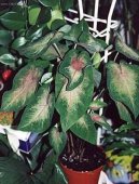 Kaladium, ��ovn�k