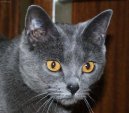 Kartouzsk� ko�ka, �artr�z