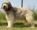 :  > Katal�nsk� ov��k (Catalan Sheepdog)
