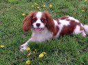 :  > Kaval�r King Charles �pan�l (Cavalier King Charles Spaniel)