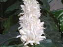 :  > K�vovn�k (Coffea)