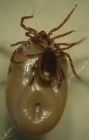 :  > Kl횝ata a Boreli�za (Napaden� ps� a ko�ek kl횝aty)