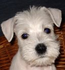:  > Kn�ra� mal� (Zwergschnauzer, Miniature Schnauzer)