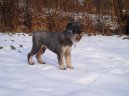 :  > Kn�ra� st�edn� (Schnauzer, Mittelschnauzer)