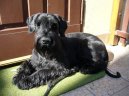 :  > Kn�ra� velk� (Riesenschnauzer)