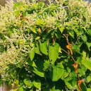 :  > Koko��k Mnohokv�t�, He Shou Wu (che �ou wu) (Polygonum multiflorum)