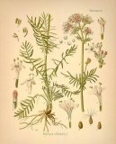 :  > Kozl�k L�ka�sk� (Valeriana officinalis L.)