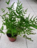 :  > K��delnice (Pteris cretica)