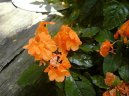 :  > Krosandra, t�epenitka (Crossandra)