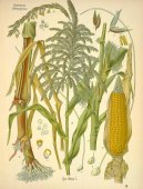 :  > Kuku�ice Set� (Zea mays)
