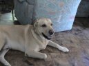Fotky: Labradorsk� retr�vr (foto, obrazky)