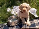 Fotky: Labradorsk� retr�vr (foto, obrazky)