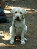 Fotky: Labradorsk� retr�vr (foto, obrazky)