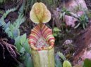 :  > L��kovka (Nepenthes)