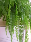 :  > Ledvin�k ztepil� (Nephrolepis exaltata)