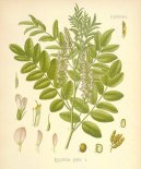 :  > L�ko�ice Lys� (Glycyrrhiza glabra)