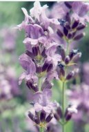 Levandule L�ka�sk�