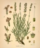 :  > Levandule L�ka�sk� (Lavandula angustifolia)