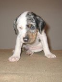 :  > Louisiana Catahoula (N�rodn� plemeno st�tu Louisiana)