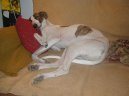 :  > Ma�arsk� chrt (Hungarian Greyhound)