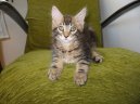 Fotky: Mainsk� m�val� ko�ka (foto, obrazky)