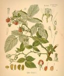 :  > Malin�k Obecn� (Rubus idaeus L.)