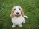 Mal� hrubosrst� vend�esk� basset