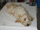 :  > Mal� hrubosrst� vend�esk� basset (Petit basset griffon vendeen)