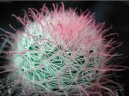 :  > Mamil�rie (Mammillaria)