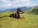 :  > Manchester teri�r (Manchester Terrier)