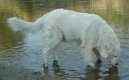 :  > Maremmansko-abruzsk� pasteveck� pes (Maremma and Abruzzes Sheepdog)