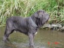 Neapolsk� mastin