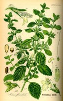:  > Medu�ka L�ka�sk� (Melissa officinalis L.)