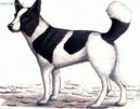 :  > Medv�d� kanadsk� pes Taltan (Tahltan Bear Dog)