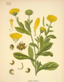 :  > M�s��ek L�ka�sk� (Calendula officinalis L.)