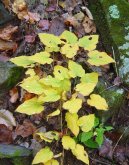 Mexick� Divoce Rostouc� Jam