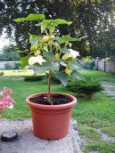 :  > Mra���k, pokojov� javor (Abutilon)