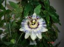 :  > Mu�enka (Passiflora caerulea)