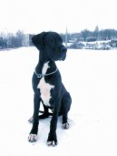 Fotky: N�meck� doga (foto, obrazky)