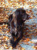 :  > N�meck� dlouhosrst� oha� (Deutsch Langhaar)