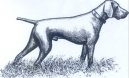 :  > N�meck� kr�tkosrst� oha� (Deutscher Kurzhaariger Vorstehhund)