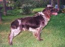 :  > N�meck� k�epel�k (German Spaniel, Deutscher Wachtelhund)