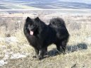 :  > N�meck� �pic (Deutscher spitz, German Spitz)