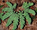 :  > Net�k (Adiantum)