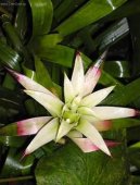 Nidul�rium, hn�zdo�