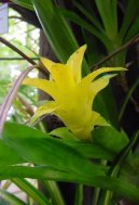 Nidul�rium, hn�zdo�