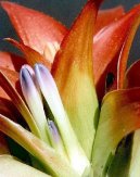 :  > Nidul�rium, hn�zdo� (Nidularium)