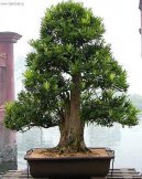 :  > Nohoplod (Podocarpus, kamenn� tis)