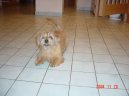 :  > Norfolk teri�r (Norfolk Terrier)