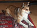 Norsk� lundehund
